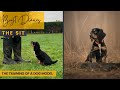 Bryt Diaries: Puppy Training Quiz
