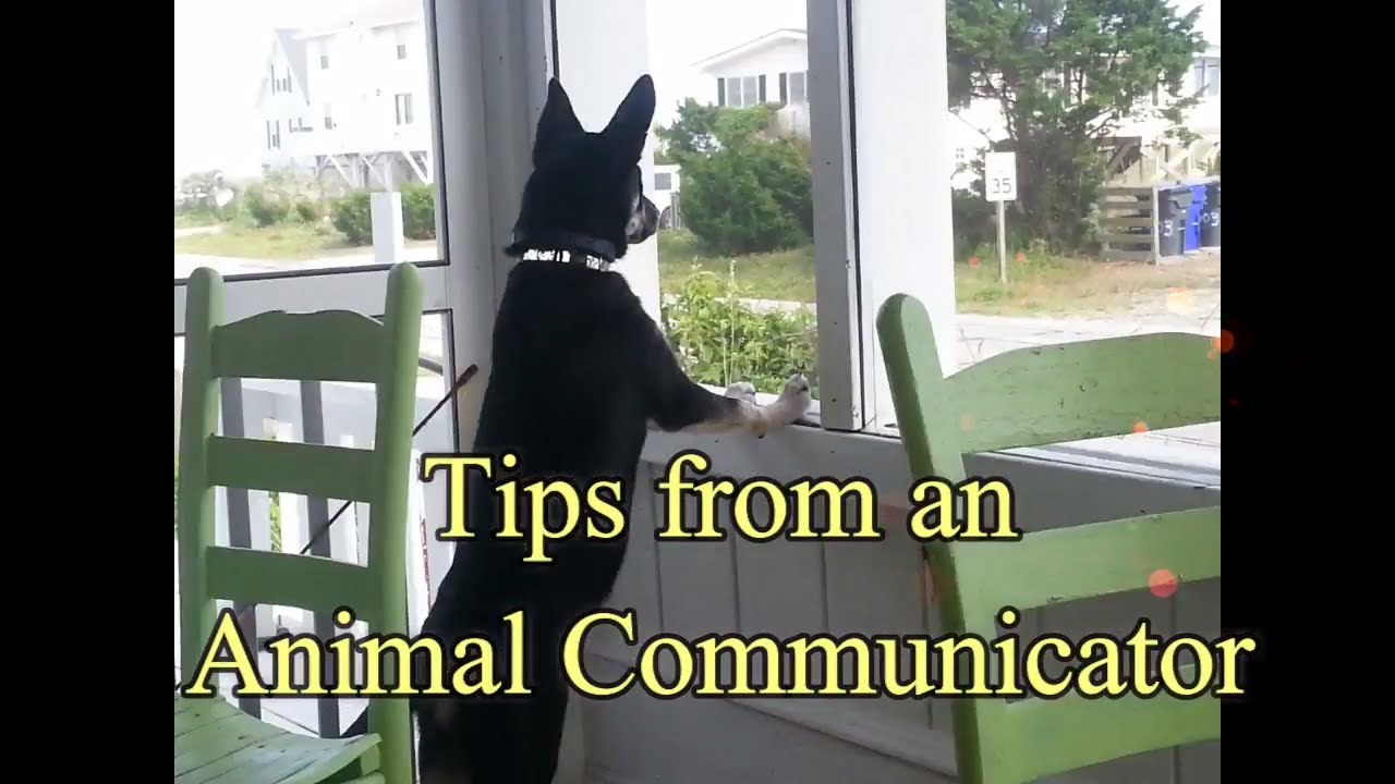 pet psychic near me Telepathic Communication with Animals and clearing blocks