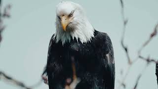 The Bald Eagle 🦅 America's Icon of Freedom and Power