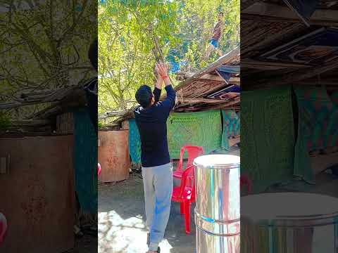 pulga village green apple todte hue vibe #pulga #kasol #viralvideo #shortvideo #foryou #shorts #vibe