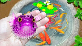 Catching Fancy Ornamental Puffer Fish, Ornamental Fish, Koi Fish, Turtles, Zebra Fish, Guppies