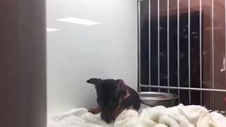 Puppers