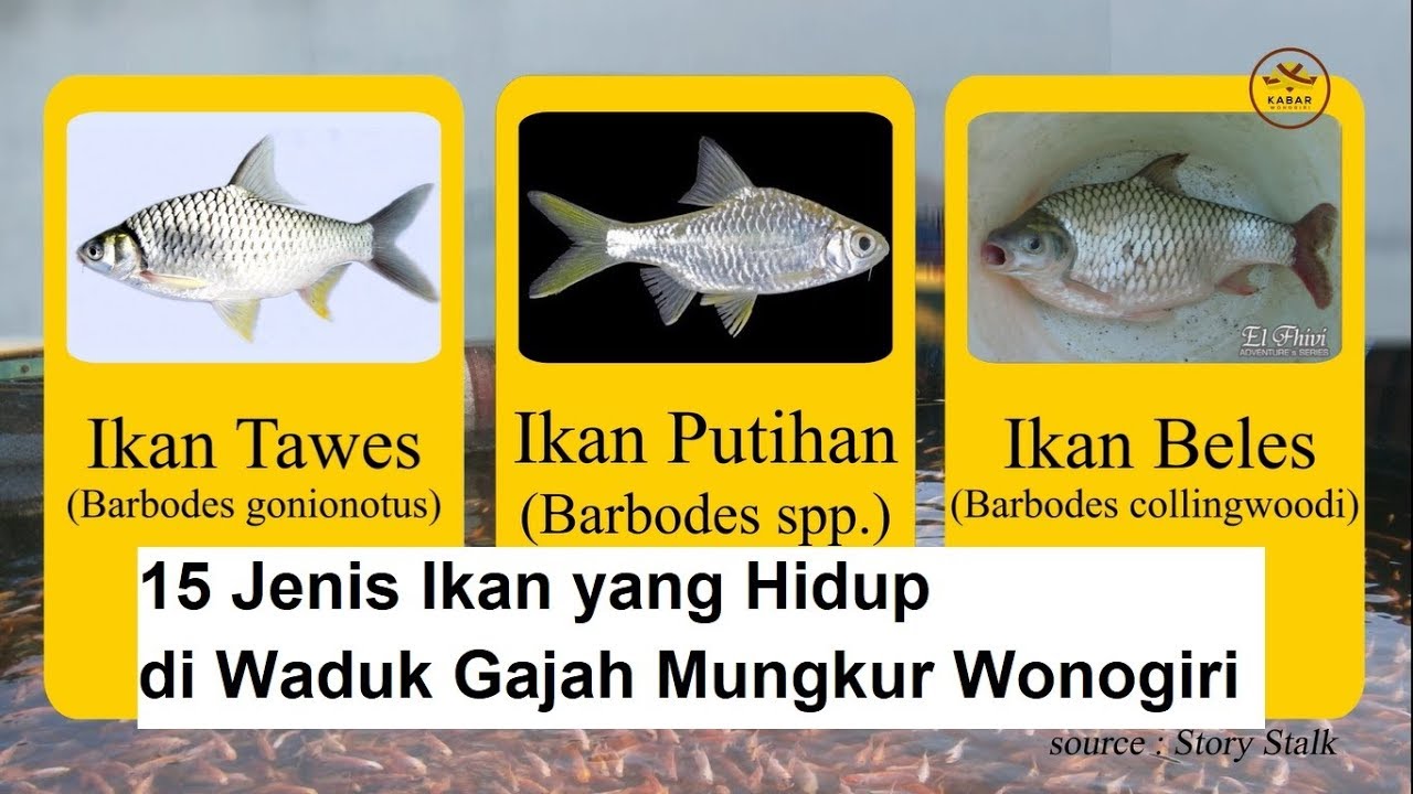 Ikan-ikan Penghuni Waduk Gajah Mungkur Wonogiri | KABAR WONOGIRI