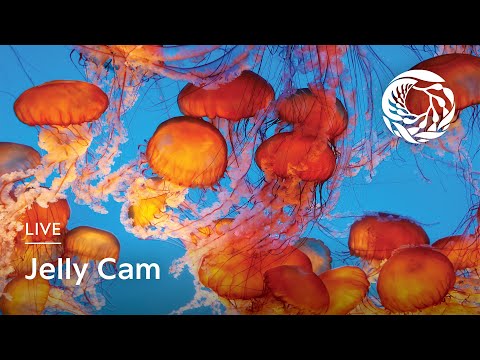 Live Jelly Cam Monterey Bay Aquarium