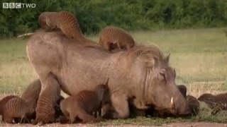 Nothing to see here  Just a bunch of mongoose cleaning a warthog