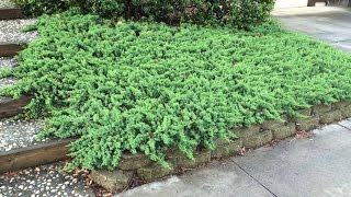 Juniperus rigida conferta -  Shore Juniper