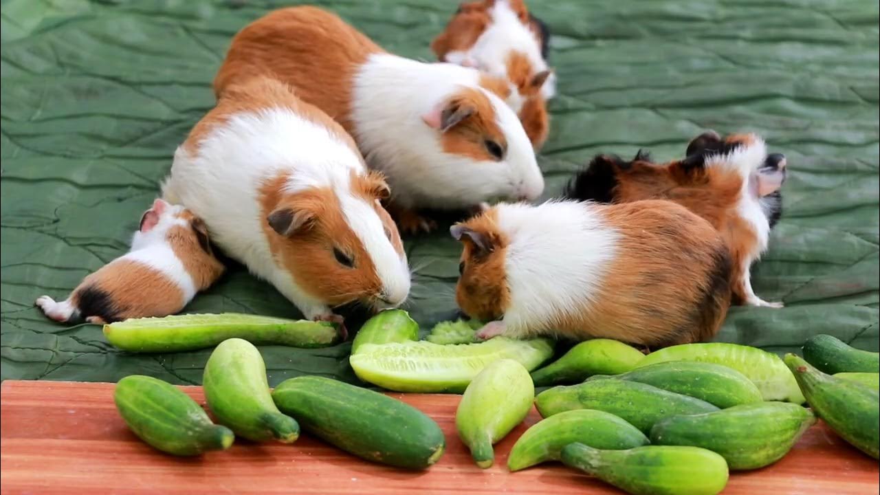 Cute mice family are eating cucumbers 🤣 YouTube