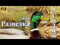 Утиные истории #2.Разведка угодий. Фэйл с утками №1,2,3.Дичь добыта.