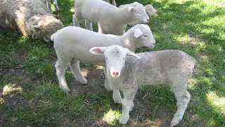 羊の鳴き声 と ヤギの鳴き声 の聞き分け方 特徴を知れば一発でわかる Fundo