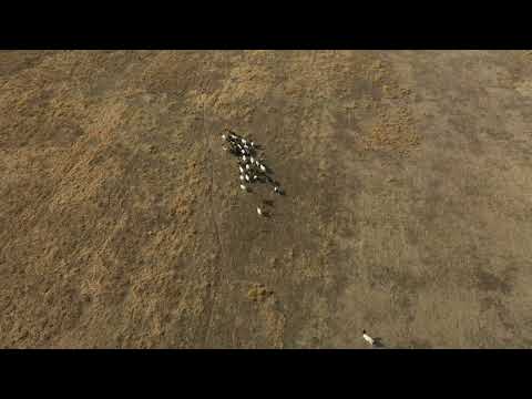 DJI MAVIC 2 PRO ..HUGHSON CHRISTIAN SCHOOL GOAT HERD