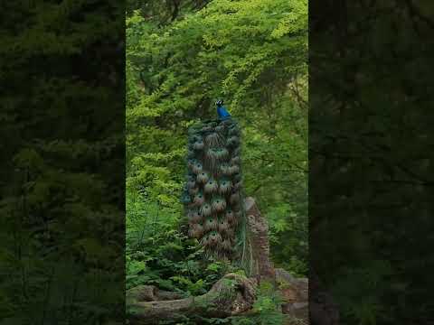 #keşfet Tebietde  Tovuz Quşu🦚Peacock in Nature🦚павлин #shorts #peacock #love #nature #animals #funny