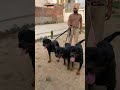 Punjab  top rottweiler breeder short scoobers