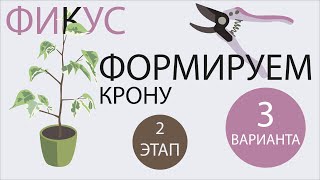 видео: №53. Фикус Бенджамина. Формируем 3 вида кроны. Этап 2. Пересадка черенков в основной горшок. картинка: №53. Фикус Бенджамина. Формируем 3 вида кроны. Этап 2. Пересадка черенков в основной горшок.