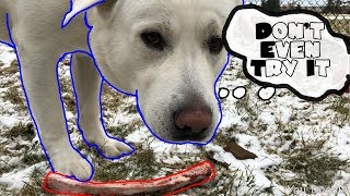 Dog Protects Bone Aggressively!!!