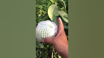 Thăm vườn Ổi Tiền Tỷ của gia đình. Cây Ổi nhỏ xíu mà trái quá khủng khiếp