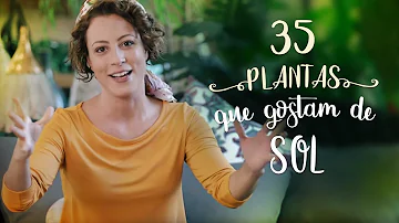 Quais são as plantas que gostam de pouca água?