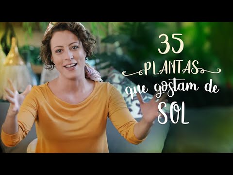 Vídeo: Plantas De Interior Que Gostam De Luz (32 Fotos): Descrição De Flores Que Adoram O Sol E Adoram O Calor E A Luz Solar Direta