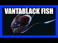 VANTABLACK Fish Discovered! | [OFFICE HOURS] Podcast #014