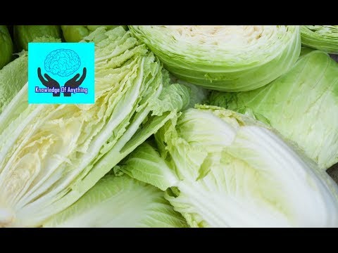 Video: Chinese Cabbage And Its Beneficial Properties