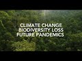 Protecting Forests: A Solution to Global Crises
