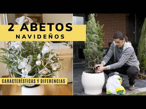 Vídeo: Diferenças Entre Abetos E Abetos
