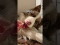 鼻の穴を塞がれる犬