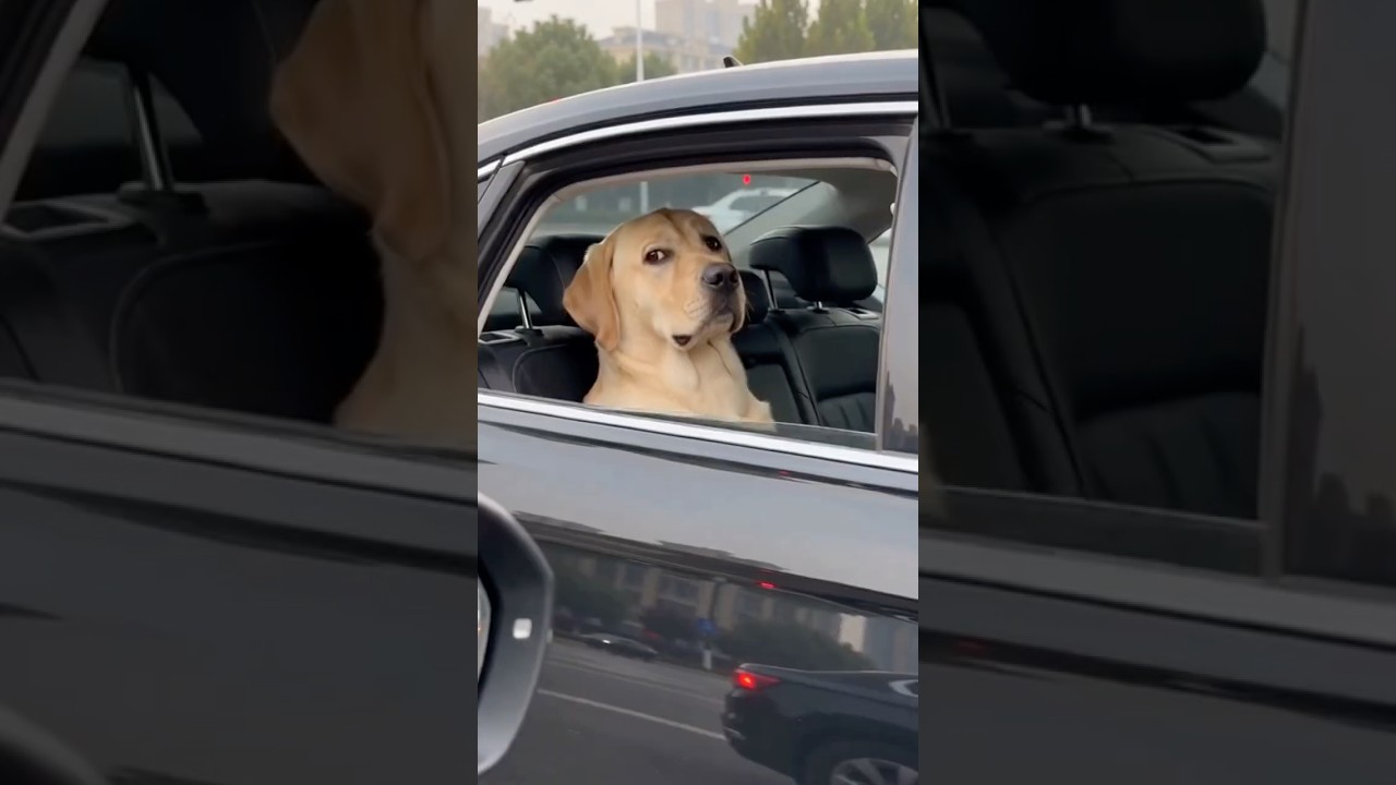 No manners at all: confusing animal behaviors and hilarious cute pets. #heartwarming #healing