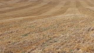 Palencia liebre mecanica 800Mtros 2 manga pinto y gisela
