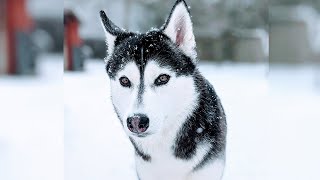 My Husky Sees a Squirrel! #shorts