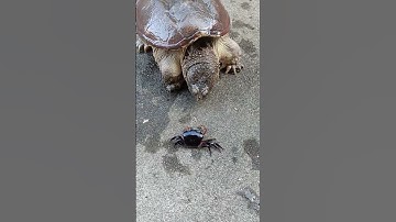 Thumbnail of #music 🙀 giant Turtle eating crab #remix #bmw #crab