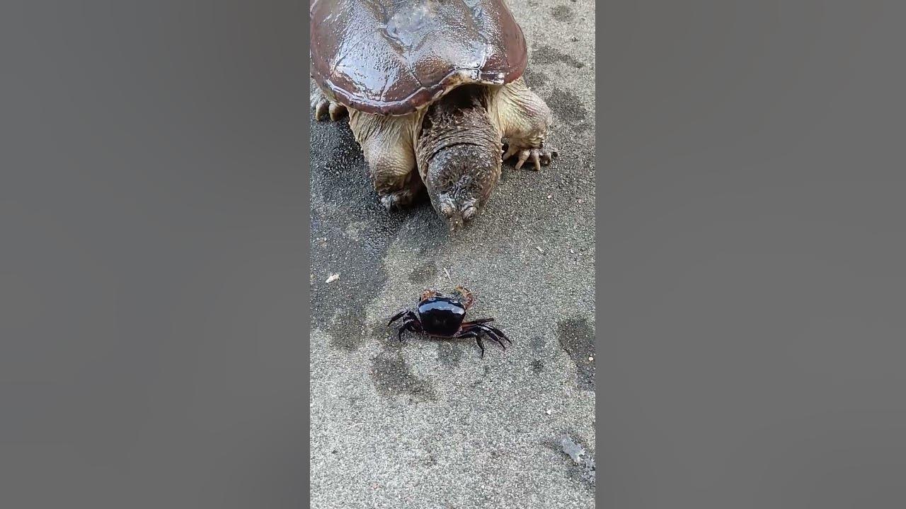 #music π giant Turtle eating crab #remix #bmw #crab #music π giant Turtle eating crab #remix #bmw #crab