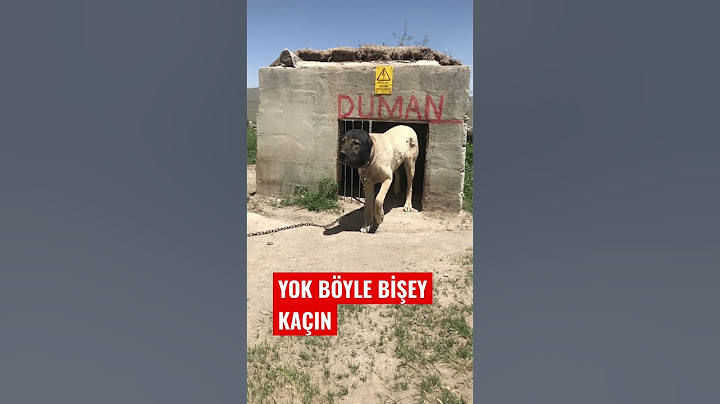 DUMAN #turkishkangal #kangal #alabaidog #kafkas #canecorso #pitbulldog