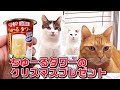 猫にちゅーるタワーのクリスマスプレゼント