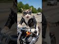 🏍️ My cat got a motorcycle license before me 🐾😭 #shorts #shortsvideo #cat