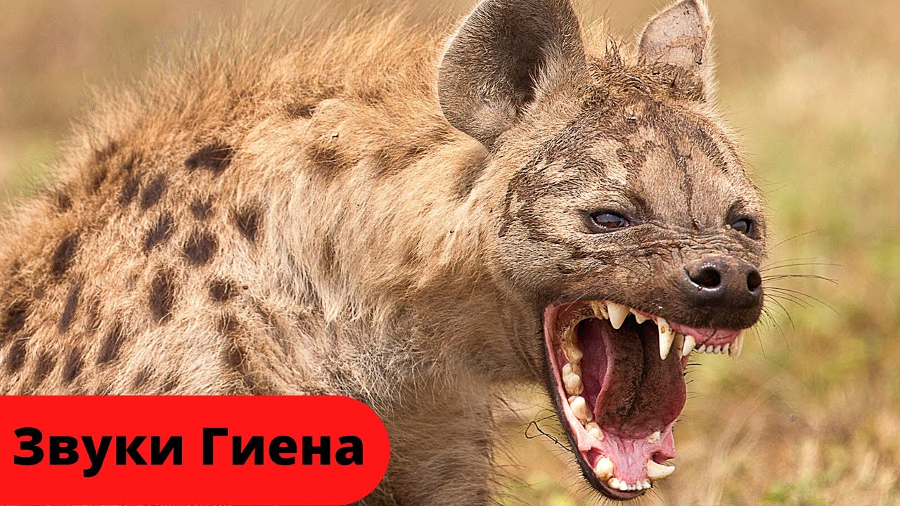 Звук гиены, смех гиены /Гиена шакал ночью Африка/Sound hyenas, laughing  hyena - YouTube