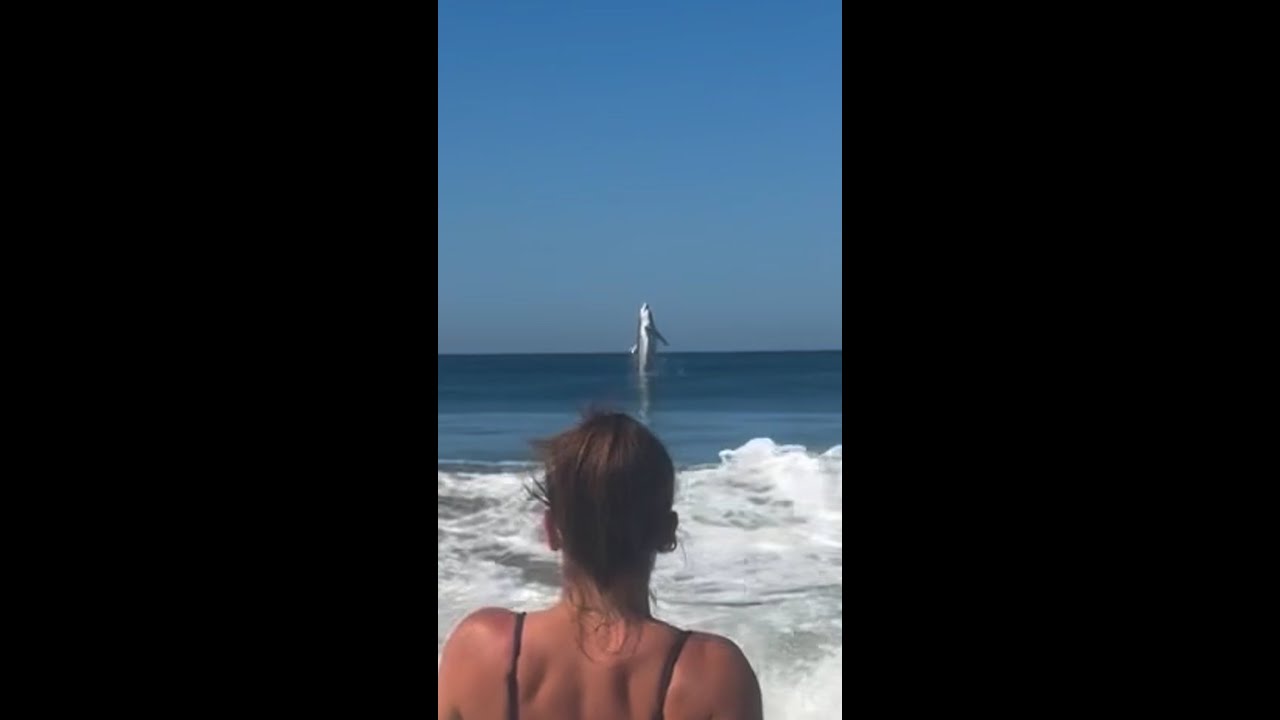 Shark ‘photobombs’ California beachgoer’s video Shark ‘photobombs’ California beachgoer’s video
