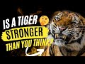 How strong is a tiger - Tiger Strength - Why is tiger so strong