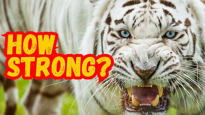 How Strong Is A Tiger? - Tiger Strength - Why is tiger so strong - DayDayNews