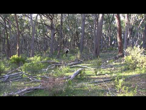 Morning Chorus In The Forest By Keith H Burgess