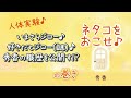第82話 ネタコをおこせ♪人体実験♪いまさらジロー♪好きだとジロー(謎)♪秀香の職歴を公開す!?の巻。