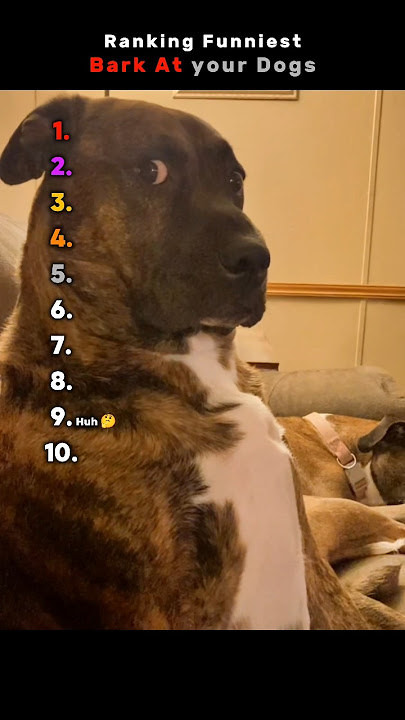 Ranking Bark At your Dogs moment