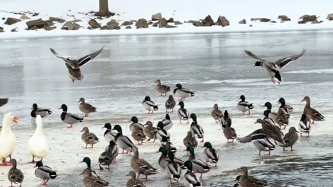 Frozen Pond, Gentle Ducks | A 60-Second Winter Pause