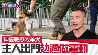 煉狗術師IIIEP23 Part1 神經敏感牧羊犬 主人出門攰過做運動 Eric Ko  鄺芷凡  陳柏宇  區子琳  喜樂蒂牧羊犬 HOYHOYTV