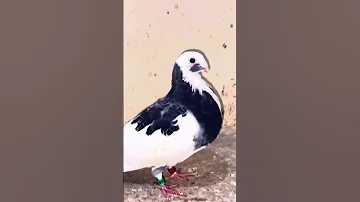 اتفرج على يوتيوب Essamhi Birds Subscribe Pigeon Youtube أساسياتالتمارينالرياضية Travel Auto 