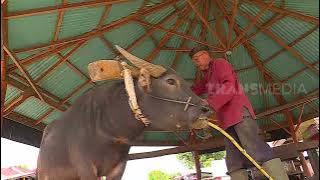 Uniknya Pembuatan Gula Tebu Tradisional Ala Marosok | RAGAM INDONESIA (21/12/21)