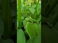 Green Anoles in the Food Forest🦎 Pest Control Pros🪲#lizard #wildlife #homestead #farm #reptiles