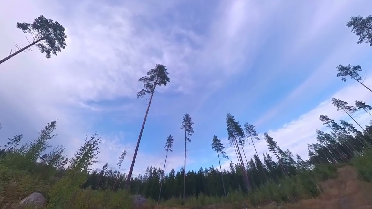 Walking peacefully into a forest {2025.08.23}