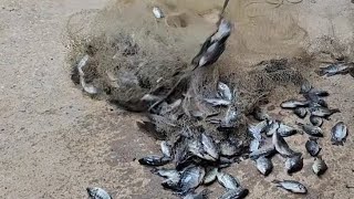 Look at this school of tilapia fry that I caught in the pond