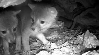 Gray fox pups move into the underground tree stump den