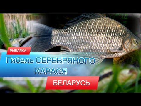 Рост случаев массовой гибели Карася Серебряного в Беларуси